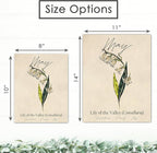 May Birth Flower Art Print - 11x14 (Unframed) | Capturing the Splendor of the May Birth Flower | Decor Accent for Birthdays and Special Occasions | Living Room Décor | Modern Home Décor
