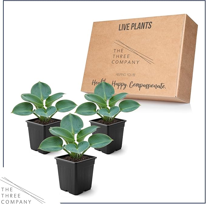 Live Perennial Hosta - Blue Cadet (3 Plants Per Pack) Beautiful Accent Plant, 10" Tall by 4" Wide in 1 Qt Pot