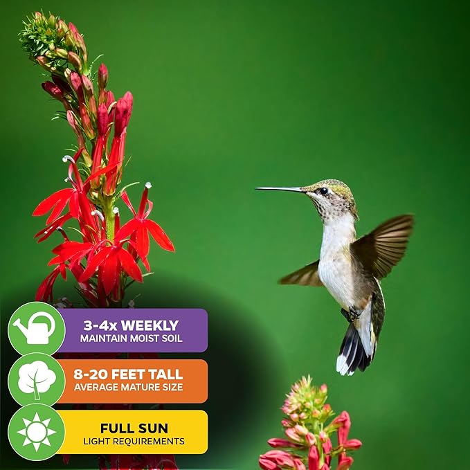 Cardinal Flower Live Plant - Lobelia cardinalis by Wellspring Gardens - Versatile Starter Plant - Hummingbird Flower - Red Lobelia - Red Cardinal - Ideal for Your Garden (2-Pack)