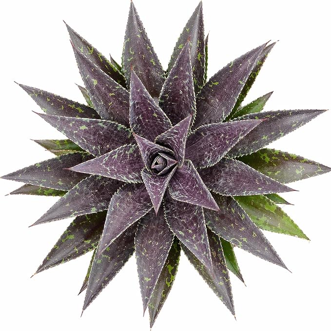 Mangave 'Thunderbird', 1.5" Plug - Live Succulent Plant, Agave Like Rosette, Low Maintenance Indoor Outdoor Plant for Home Garden Decor, Beginner-Friendly Live Plants