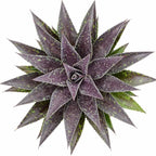 Mangave 'Thunderbird', 1.5" Plug - Live Succulent Plant, Agave Like Rosette, Low Maintenance Indoor Outdoor Plant for Home Garden Decor, Beginner-Friendly Live Plants