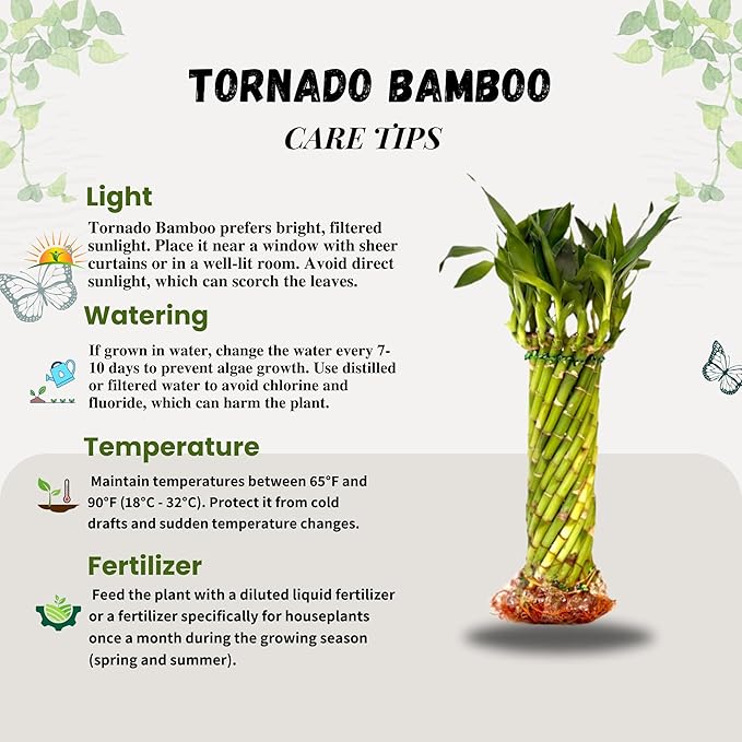 Live Two Tier Lucky Bamboo Plant - Bundle of 15 Stalks - Easy to Grow, Air Purifying, Live Indoor Houseplants Flowers for Home Office Wedding Decor & Giftable (Hurricane Bamboo with Heat Pack)