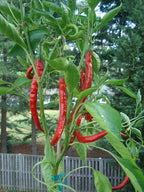 Cayenne Long Slim Pepper Plants- Three (3) Live Plants – Non-GMO - Not Seeds – Each 4"-8" Tall in 4 Inch Pots - Medium Heat, Dries Well