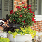 Perfect Plants Petite Knock Out® Rose Bush 1 Gallon. | Fresh Roses | Red Flowering Shrub