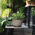 SQOWL Ceramic Planter - 8 inch Plant Pot Indoor with Drainage Hole and Plant Saucer, Round Ceramic Flower Pots Outdoor, Decorative Modern Planter, Office Kitchen Decor, Gifts for Women Men, White