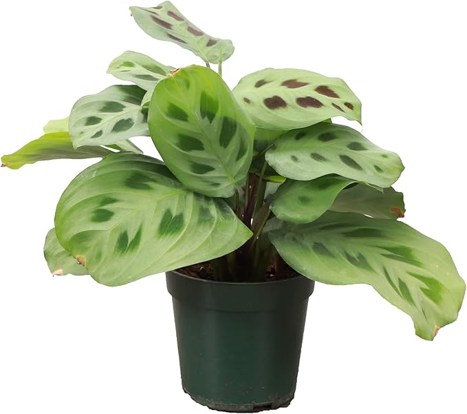 Thorsen's Greenhouse Green Prayer Plant, Live Indoor Plant, Pet Friendly, Uncommon Houseplant, Green Maranta, Easy to Grow, 4" Diameter Pot (Nursery Pot)