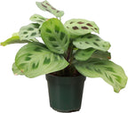 Thorsen's Greenhouse Green Prayer Plant, Live Indoor Plant, Pet Friendly, Uncommon Houseplant, Green Maranta, Easy to Grow, 4" Diameter Pot (Nursery Pot)