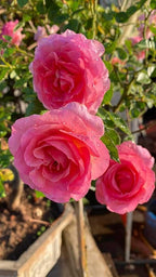 Fragrant Rose Plant Live Bush Shrub or Climbing, Old-Fashioned Roses Summer Rebloomer in 2.5 Inch Pot, Lanscape Rose Plant (Assorted) (Pink Shrub)
