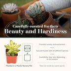 Shop Succulents Collectors Succulent Plant Pack Collection - Live Mini Succulent Plants, Low Maintenance, Colors & Textures - Wedding and Party Favors, Gift & Garden, Pack of 256