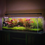 SubstrateSource Live Plant - Dwarf Hairgrass Eleocharis Belem Tissue Culture Aquatic Live Aquarium Plant - 100% Snail Free in Vitro Cup (Dwarf Hairgrass)