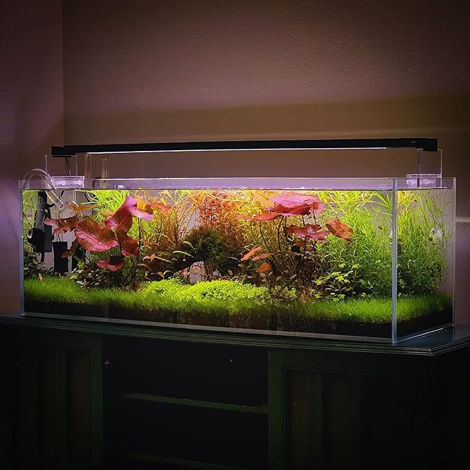 SubstrateSource Live Plant - Dwarf Hairgrass Eleocharis Belem Tissue Culture Aquatic Live Aquarium Plant - 100% Snail Free in Vitro Cup (Dwarf Hairgrass)