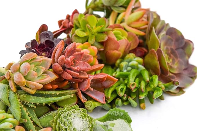 Succulent Market's Assorted Cuttings (20 Pack) 2 to 3 Inch Succulents in Bulk
