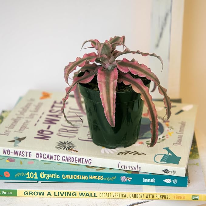 Plants for Pets Red Earth Star Cryptanthus in 3.5 Inch Grower Pot, Pet Friendly Plants, Air Purifying Plants Indoor Houseplants, Live Bromeliad, Easy Plant Gift, Dog & Cat Safe Houseplant