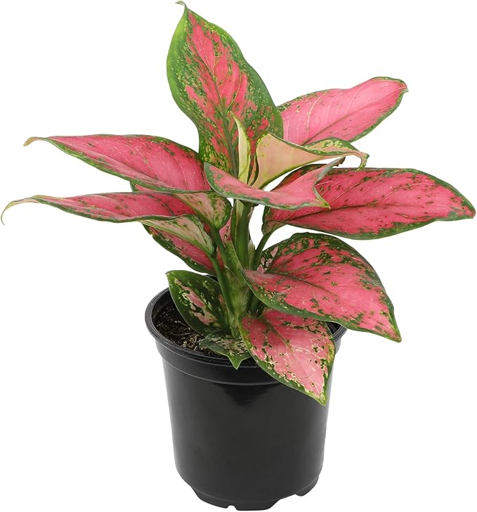 Live Aglaonema Chinese Evergreen Plant 'Beauty', Indoor Houseplant for Home or Office, Air Purifying Real Indoor Plants for Beginners, Variegated Tropical Houseplants, Easy to Grow