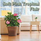 Hibiscus Bush Plant - Pink Flower - Overall Height 26" to 28" - Tropical Plants of Florida (Plant Only)