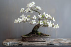 20 White Flowering Dogwood Bonsai Tree Seeds