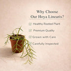 Hoya Linearis Live Plant | String Starter Plants | Cuttings of House Plants Live for Beginner | Hoya Cuttings for Rare Plant Gifts (Heat Pack Included)