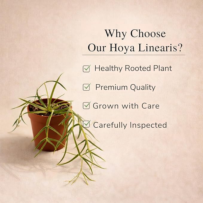 Hoya Linearis Live Plant | String Starter Plants | Cuttings of House Plants Live for Beginner | Hoya Cuttings for Rare Plant Gifts (Heat Pack Included)