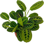 Live Plant, Lemon Lime Maranta Prayer Plant, Pet Friendly, Air Purifying Plant, Easy Care, Easy to Grow Live Indoor Plant, Houseplant, Rare Indoor Plant, Home Décor Pot (Red)