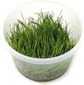 Tissue Culture Live Aquarium Plants | in Vitro Freshwater Aquatic Plants for Small Aquariums and Foreground (Dwarf Hairgrass)