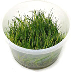 Tissue Culture Live Aquarium Plants | in Vitro Freshwater Aquatic Plants for Small Aquariums and Foreground (Dwarf Hairgrass)