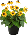 Live Rudbeckia - Goldstrum, Black Eyed Susan, Beautiful Summer Blooms, Pollinator Friendly, 12” Tall by 6” Wide in 2.5 Qt Pot