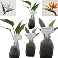Bird of Paradise - White + Orange - Strelitzia. (2 White + 2 Orange BoP Sacs)