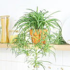 Spider Plant (6 inch) - Air-Purifying Houseplants - 4/6 inch Unique Live Decorative Houseplants - Low-Maintenance Indoor Plants, House Warming Gift, Natural Air Purifier