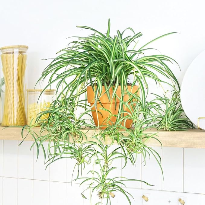 Spider Plant (6 inch) - Air-Purifying Houseplants - 4/6 inch Unique Live Decorative Houseplants - Low-Maintenance Indoor Plants, House Warming Gift, Natural Air Purifier