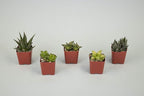 Shop Succulents | Haworthia Collection | Assortment of Hand Selected, Fully Rooted Alluring Miniature Aloe Live Indoor Succulent Plants, 5-Pack