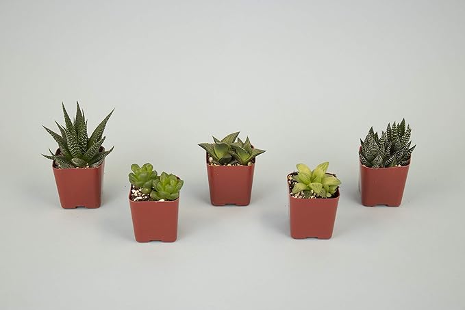 Shop Succulents | Haworthia Collection | Assortment of Hand Selected, Fully Rooted Alluring Miniature Aloe Live Indoor Succulent Plants, 5-Pack