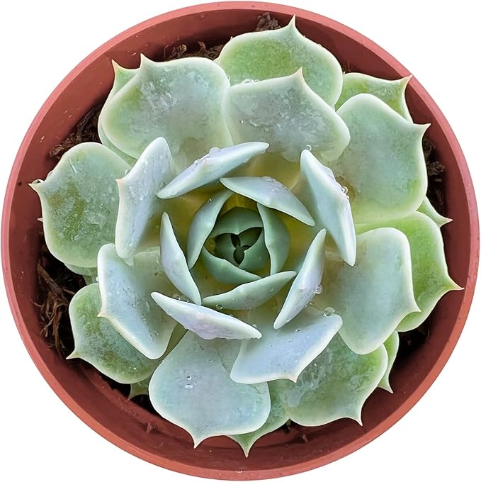 Sprout N Green Echeveria 'Lola', Live Succulent Plant Fully Rooted in 4" Planter with Soil, Home Office Indoor Outdoor Wedding Decoration DIY Projects Party Favor