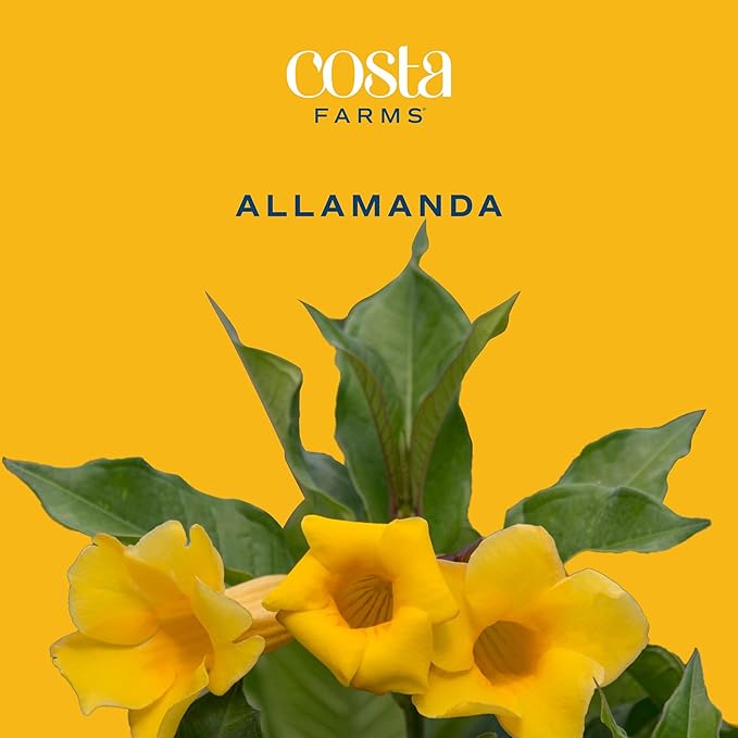 Costa Farms Allamanda Live Indoor Plant