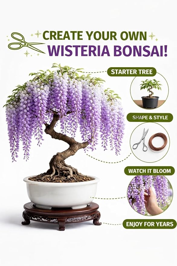 Wisteria Bonsai Starter Tree (1 Year Old Live Plant) – Wisteria Floribunda Seedling – Fast Growing Flowering Vine for Bonsai Training – Outdoor/Indoor Bonsai Tree Starter Kit Plant