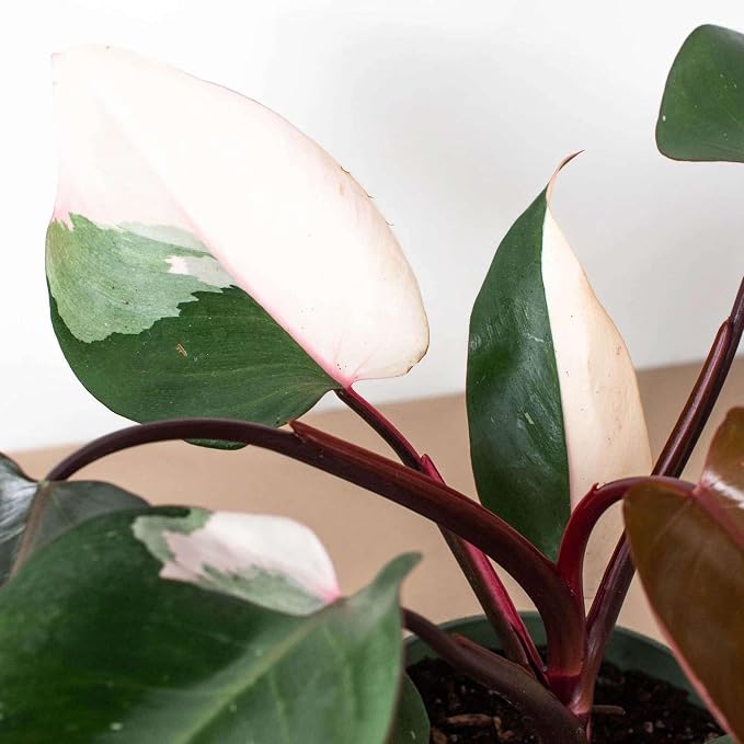 Philodendron Pink Princess Live Plant for Indoor | Different Houseplants in 4'' & 6'' Pot | Real House Plant for Living Room, Office, Desk & Bathroom | Pink Princess | erubescens