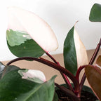 Philodendron Pink Princess Live Plant for Indoor | Different Houseplants in 4'' & 6'' Pot | Real House Plant for Living Room, Office, Desk & Bathroom | Pink Princess | erubescens