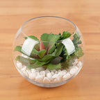 WGV Bowl Glass Vase, Diameter 8", Height 6.5", Open Width 3.75", (Multiple Sizes Choices) Clear Bubble Planter Terrarium Fish Bowl for Wedding Event Home Decor, 1 Piece (VBW0008)
