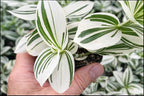 4 Pistachio Wandering Jew Plant Cuttings – 4 Live Tradescantia Nanouk Style Cuttings – Rare Variegated Indoor Houseplant – Easy to Root & Fast Growing