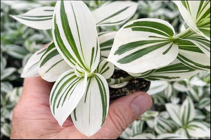 4 Pistachio Wandering Jew Plant Cuttings – 4 Live Tradescantia Nanouk Style Cuttings – Rare Variegated Indoor Houseplant – Easy to Root & Fast Growing