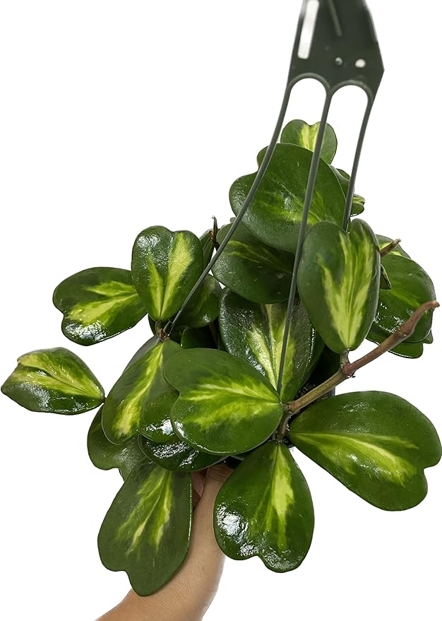 Inner Variegated Hoya Kerrii - Hoya Plants Live Houseplant - Live Hoya Plant - Rverse Variegated Hoya Kerrii - Plant Gift - Air Purifying Plant (Mulriple Plants with Many Leaves, 6" Hanging Pot)