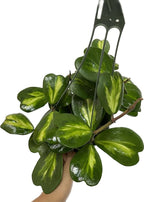 Inner Variegated Hoya Kerrii - Hoya Plants Live Houseplant - Live Hoya Plant - Rverse Variegated Hoya Kerrii - Plant Gift - Air Purifying Plant (Mulriple Plants with Many Leaves, 6" Hanging Pot)