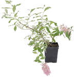 Greenwood Nursery: Live Shrub Plants - 'Pink Cascade' Butterfly Bush + Buddleja/Buddleia Davidii - [Qty: 3X Pint Pots] - (Click for Other Available Plants/Quantities)