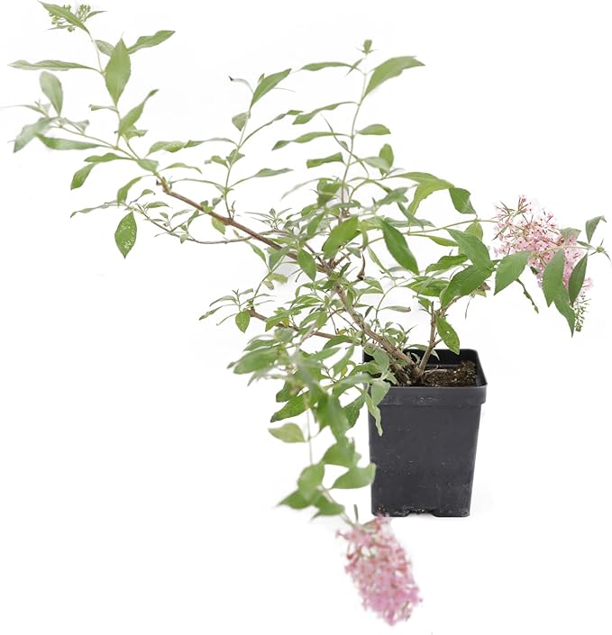 Greenwood Nursery: Live Shrub Plants - 'Pink Cascade' Butterfly Bush + Buddleja/Buddleia Davidii - [Qty: 10x Pint Pots] - (Click for Other Available Plants/Quantities)