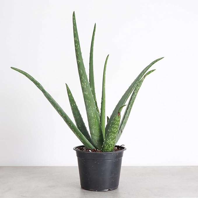 Thorsen's Greenhouse Aloe Vera, Live Indoor Plant, Aloe barbadensis, Easy to Grow, Succulent, Natural Air Purifier, 6" Diameter Pot (Nursery Pot)