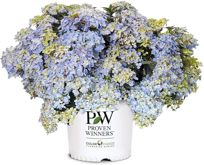 Proven Winners 2 Gal. Fairytrail Fresco Hydrangea Shrub