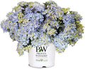 Proven Winners 2 Gal. Fairytrail Fresco Hydrangea Shrub