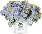Proven Winners 2 Gal. Fairytrail Fresco Hydrangea Shrub
