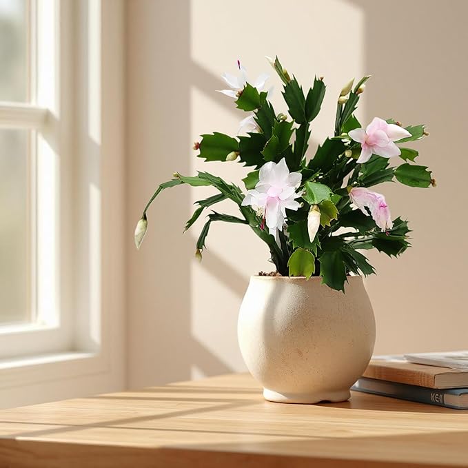 Thanksgiving Cactus, Live Indoor Plant, Flowering Houseplant, Christmas Cactus, Pink White Seasonal Blooms, 4-Inch Pot, Pet Safe Holiday Decor, Free Heat Pack