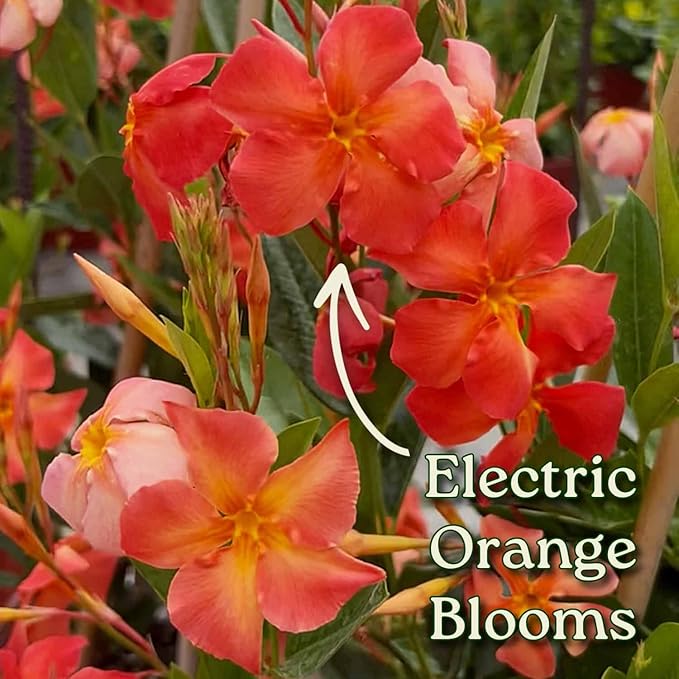 Dipladenia Plants (Orange Fired Up, 3 Gallon/10 Nursery Pot)