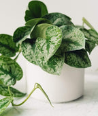 American Plant Exchange Silver Splash Pothos – Live 6-Inch Potted Satin Pothos Vine, Easy-Care Air Purifying Houseplant, Fast-Growing Indoor Plant for Home, Office & Modern Tropical Indoor Décor